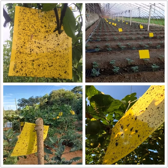 Control científico de insectos del tablero de goma de la trampa amarilla